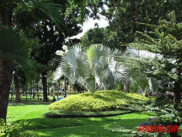 Cây xanh công viên Gia Định